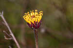 Chapman's crownbeard